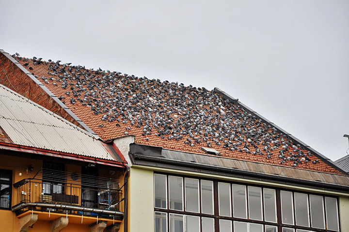 A2B Pest Control are able to install spikes to deter birds from roofs in Isleworth. 