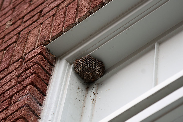 We provide a wasp nest removal service for domestic and commercial properties in Isleworth.